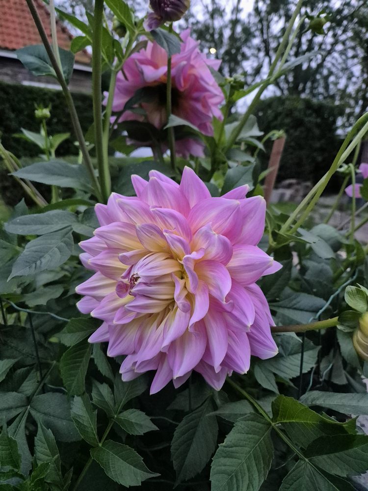 A pale pink dahlia in full bloom, its petals shading to cream at the centre, surrounded by dark green leaves in a garden at dusk.